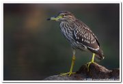 Night heron