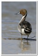 Northern pintail