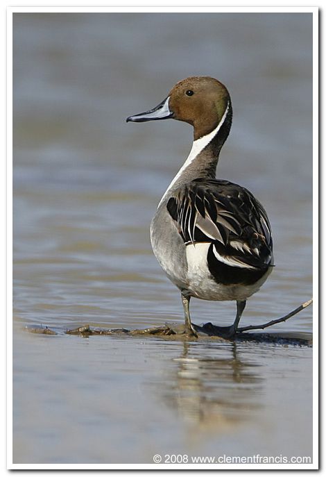 Northern pintail