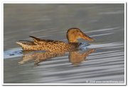 Northern shoveler still