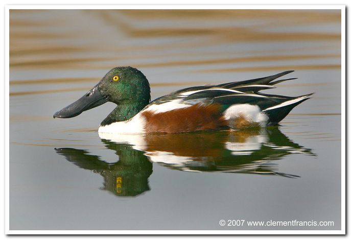 Northern shoveler