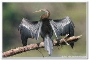 Oriental darter