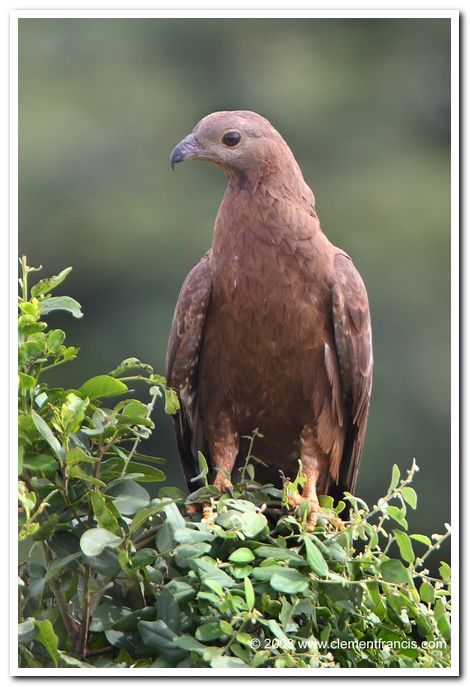 Oriental honey buzzard