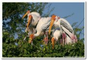 Painted stork