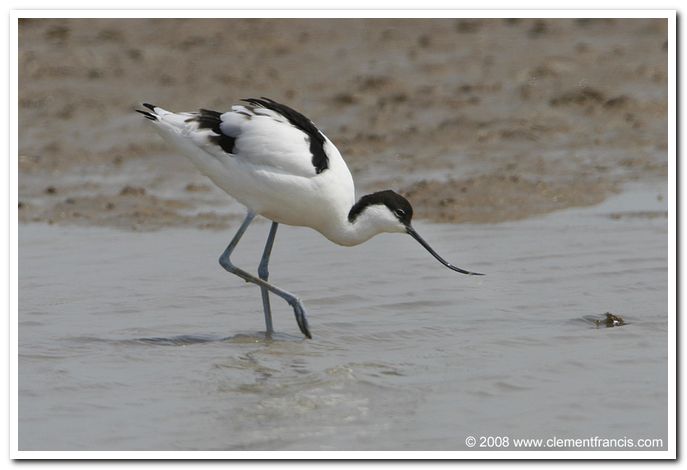 Pied avocet