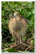 Pond heron 1