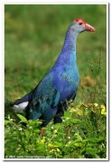 Purple swamphen 1