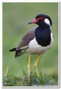 Red wattled lapwing