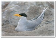 River tern 2