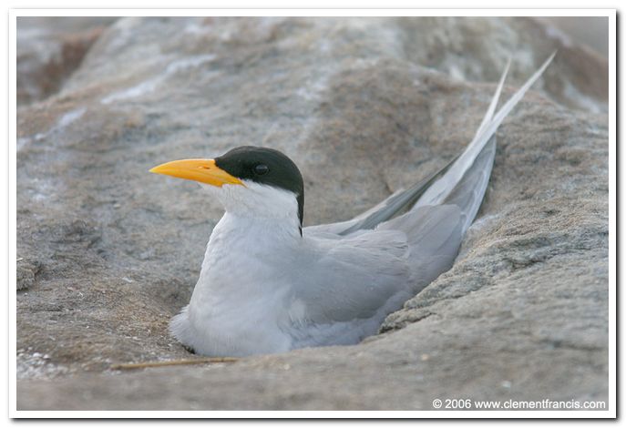 River tern 2