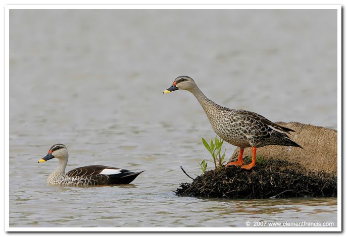 Spot billed duck