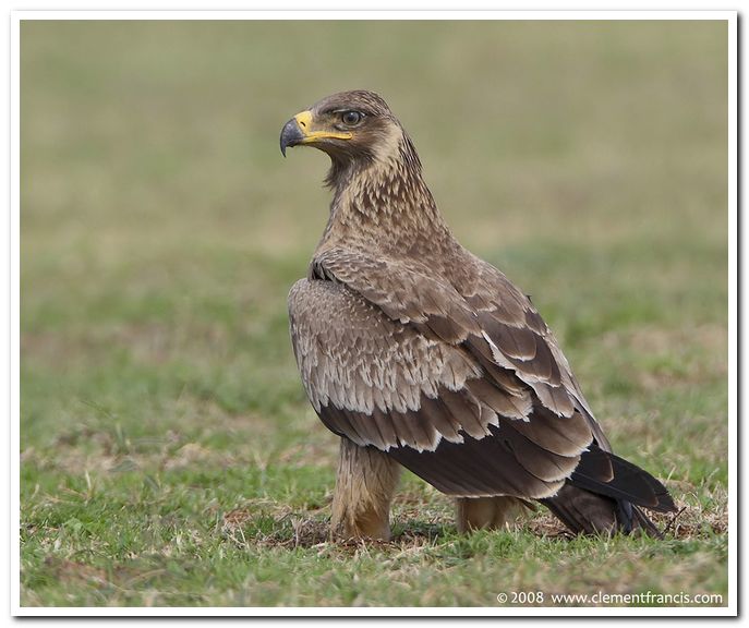 Tawny eagle