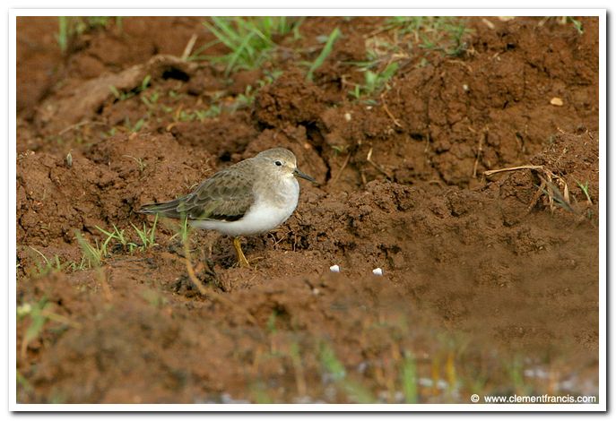 Temmincks stint