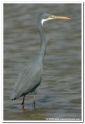 Western reef heron