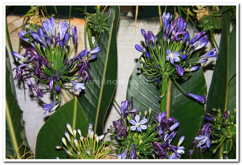 Agapanthus blue photo