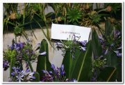 Agapanthus blue