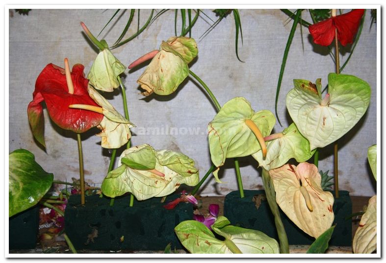 Anthurium