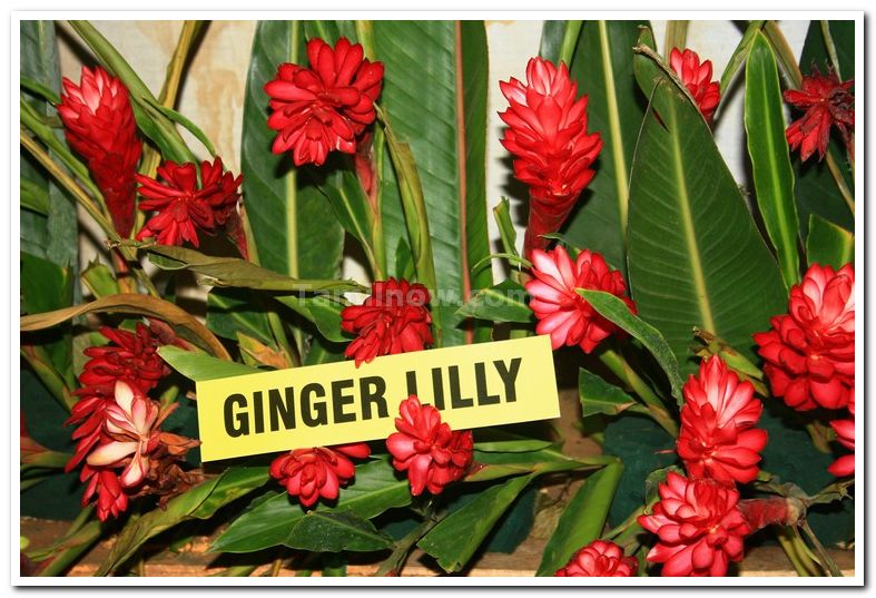 Ginger lilly red photos 2