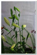 Ikebana flower arrangement 1