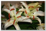 Lilium orienta photos 2