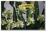 Lilly agapanthus