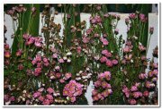 Pink chrysanthiumum