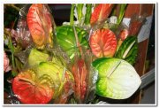 Plastic anthuriums