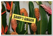 Sampo ginger 2