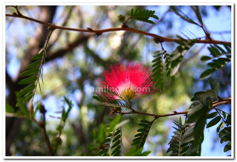 Beautiful flowers 4