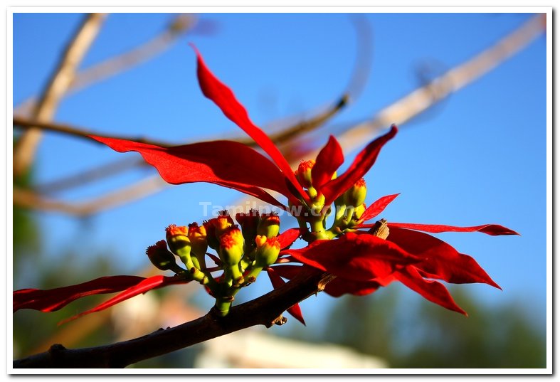 Beautiful flowers 5