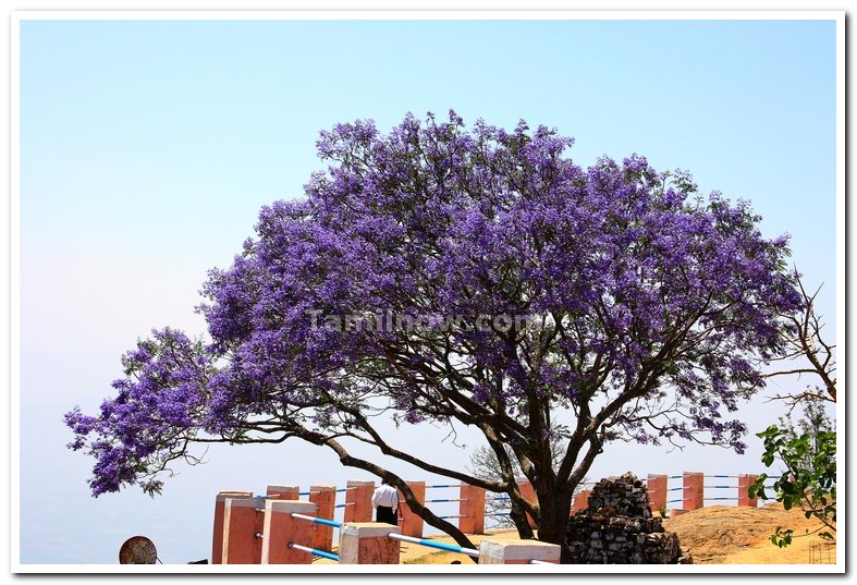 Flowered tree