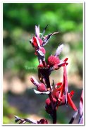 Flowers at yercaud 1