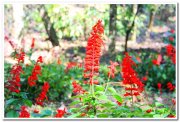 Flowers at yercaud 2