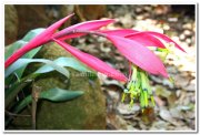 Flowers at yercaud 3