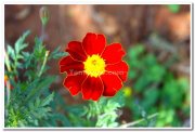 Flowers at yercaud 4