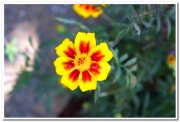 Flowers at yercaud 5