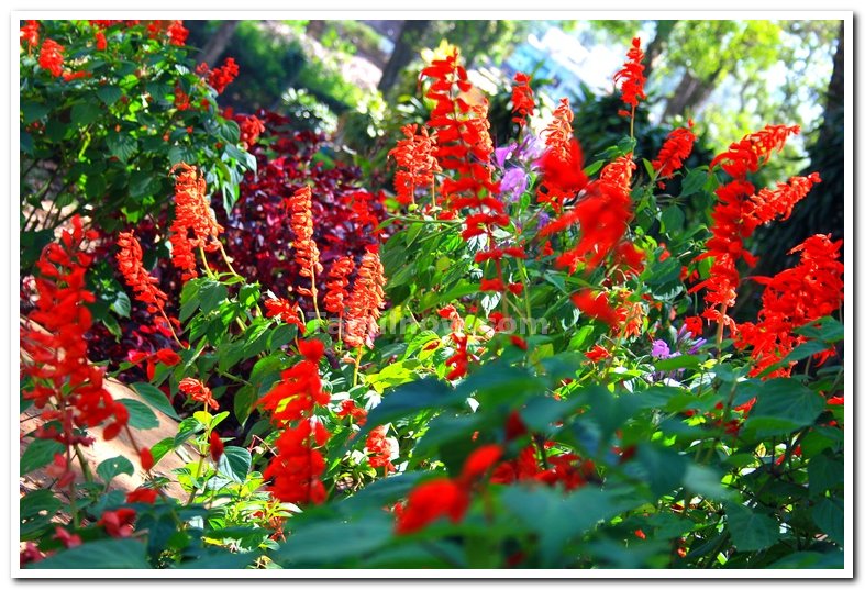 Flowers from yercaud 4