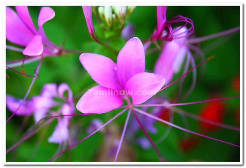 Flowers from yercaud 5