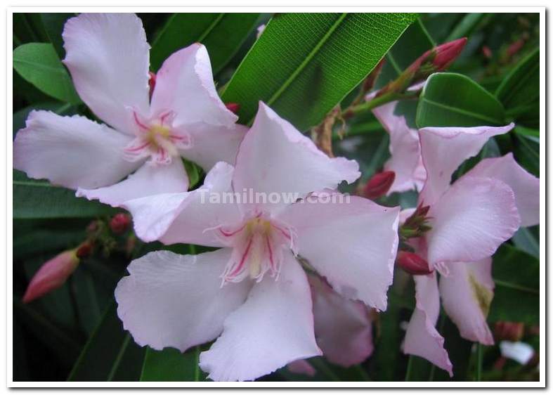 Pink flowers