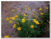 Yellow flowers