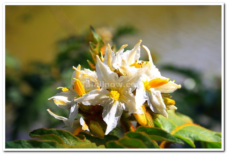 Yercaud flowers 1