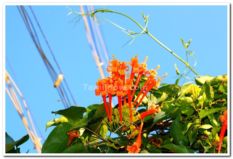 Yercaud flowers 3