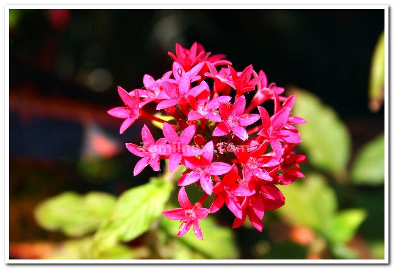 Yercaud flowers 5