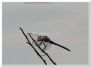 Dragon fly