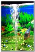 Aquarium mysore brindavan gardens 1