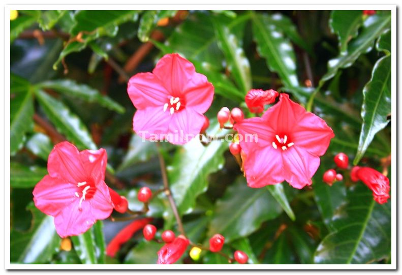 Flowers at mysore brindavan gardens 1