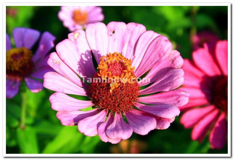 Flowers at mysore brindavan gardens 3