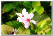 Flowers at mysore brindavan gardens 5