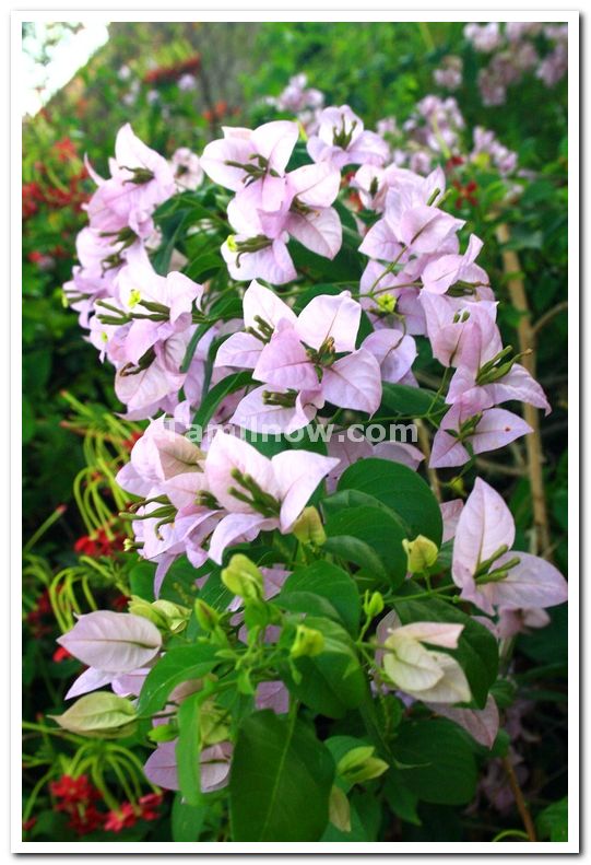 Mysore brindavan gardens flowers 1