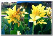 Mysore brindavan gardens flowers 2